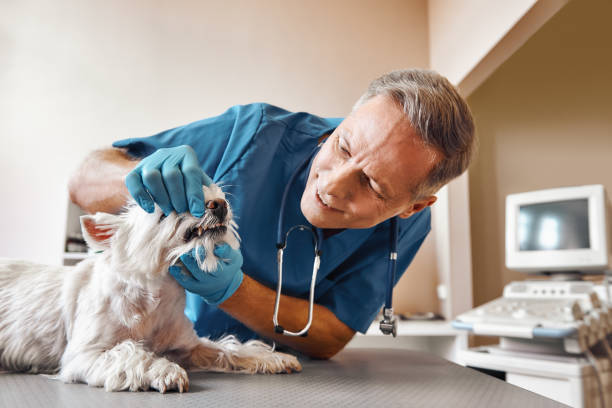 Best Dentist Open Late Near Me  in Hainesvle, IL